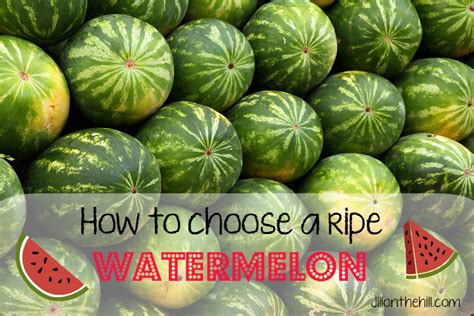 how to choose a ripe watermelon