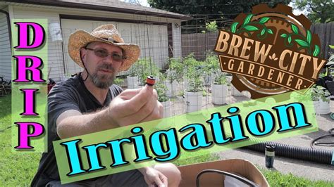 From the stem and my emitter is in the pvc. Drip Irrigation System - Tomato Bucket System - YouTube