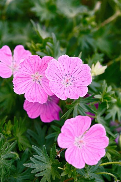 Top Plants That Thrive In Clay Flowers Perennials
