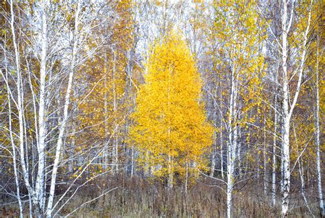 Autumn In A Birch Forest Free Stock Photo Public Domain Pictures