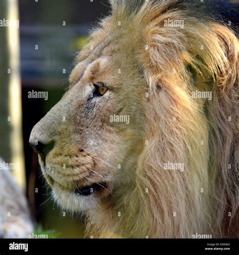 Lion Head Side View