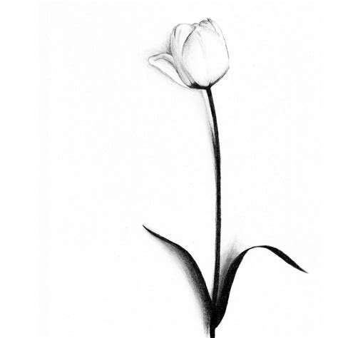 White Tulip Clipart Best Clipart Best