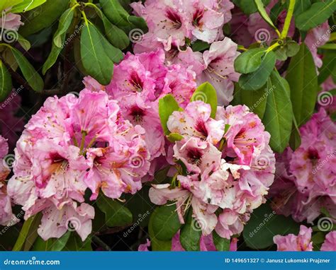 Azaleas Flowers Blooming In Spring Stock Image Image Of Bright