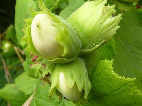 Free Images Flower Food Green Produce Vegetable Botany Nut