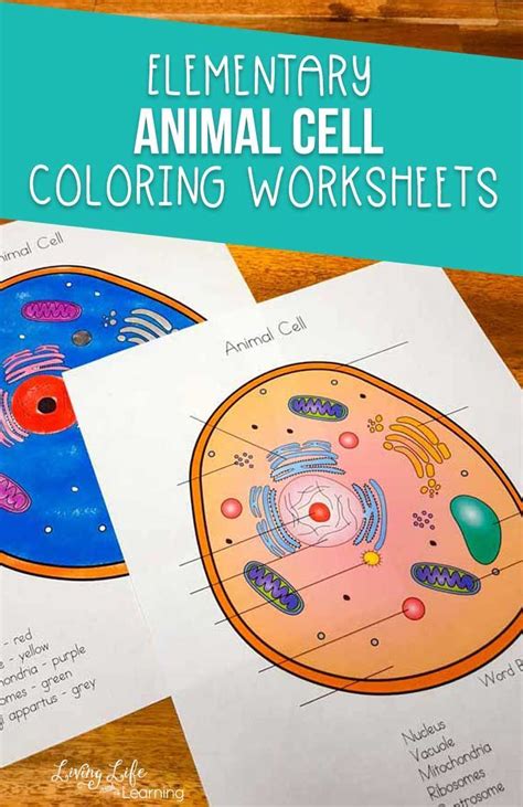 We did not find results for: Animal Cell Coloring Worksheet | Human body activities ...