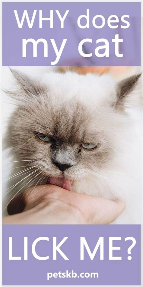 You've got an appealing scent or taste. Why Does My Cat Lick Me? in 2020 (With images) | Cat ...