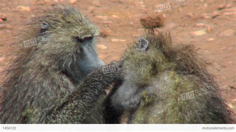 Baboons Pick Fleas Off Each Other In A Grooming Ritual In Africa Stock Video Footage 1456120