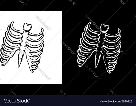 Find the perfect rib cage vector stock illustrations from getty images. X-ray and skeleton of human rib cage Royalty Free Vector
