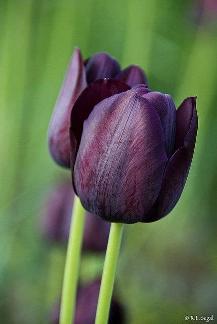 You can find purple flowers in a variety of flower species; Deep Purple Tulips, Lurie Garden | Bulb flowers