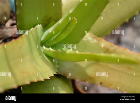 Cactus Green Leaf Stock Photo Alamy
