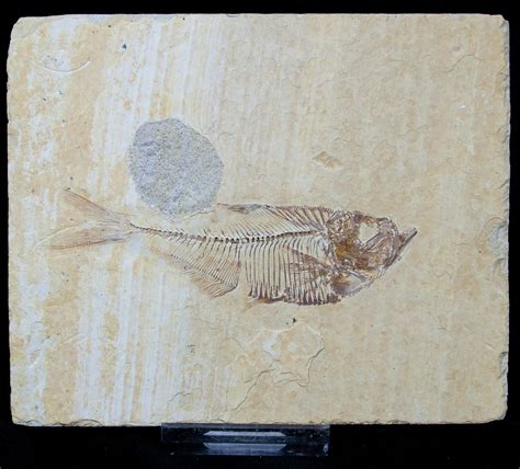 Diplomystus Fossil Fish 1544 For Sale