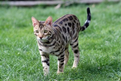 How Much Does A Bengal Cat Cost 2022 Price Guide Hepper