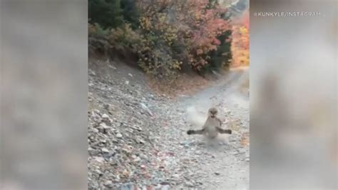 Viral Video Shows Cougar Stalking Utah Hiker In Terrifying Minute Encounter Full Video