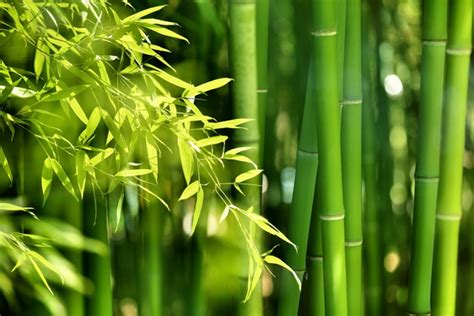 Fresh Green Bamboo Stock Photo Free Download
