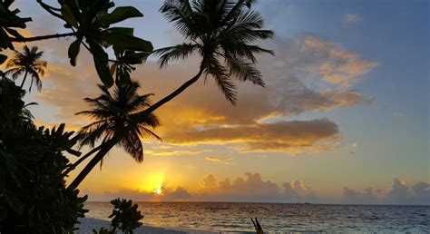 Free Images Sky Tropics Nature Palm Tree Sunset Arecales Ocean