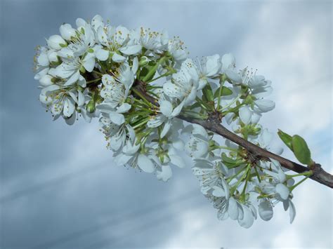Free Images Nature Branch Blossom Sky Leaf Bloom Spring Green