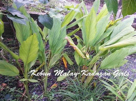 Buah mentega sendiri ternyata memiliki banyak manfaat bagi kita. Kebun Bahagia Bersama: Pasar Kebun Bahagia Bersama ~ Buah ...