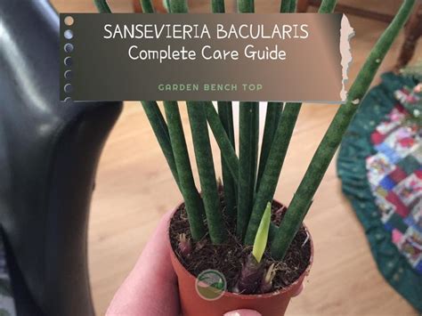 Sansevieria Bacularis Care Guide With Propagation Techniques In