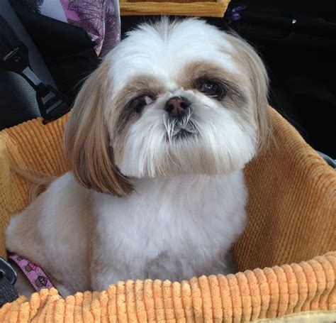 A dog who respects you will do what you say and will stop what he's doing when you tell him no. read more about shih tzu training. Sucha good little Shih Tzu #shihtzuhaircuts | Shih tzu ...