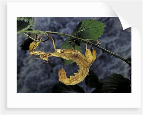Extatosoma Tiaratum Giant Prickly Stick Insect Posters And Prints By Corbis