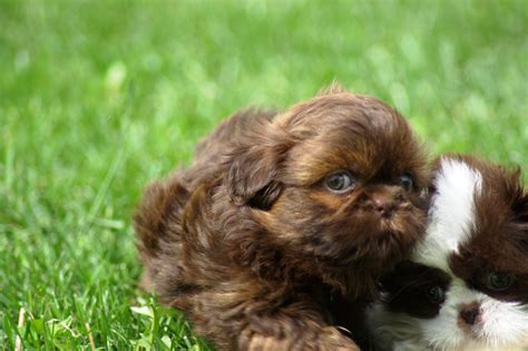 Brown puppy shih tzu wallpapers and images - wallpapers, pictures, photos