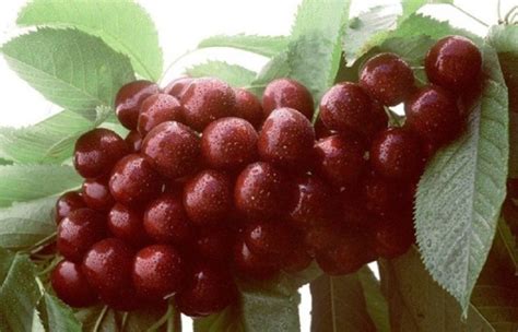 Sandra Rose Cherry Fruit Tree Variety ANFIC