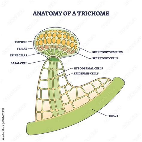 Obraz Anatomy Of Trichome With Biological Model Structure Closeup