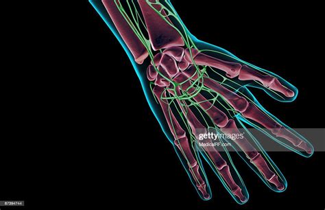 The Lymph Supply Of The Hand High Res Vector Graphic Getty Images