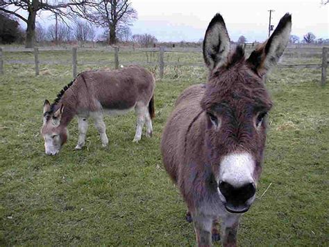 Donkey Donkey Wallpapers Fun Animals Wiki Videos Pictures