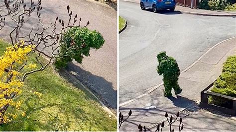 Neighbour Caught Trying To Escape Lockdown Dressed As A Bush