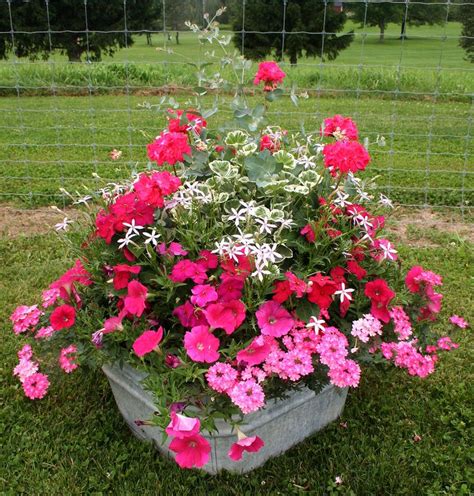 185 Best Images About Mixed Flowers For Pots By Pool On
