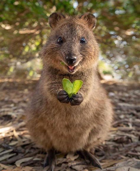 Smile and enjoy the day! Meet The Quokka, The Happiest Animal On Earth - HypeVirals
