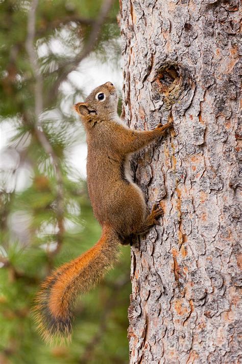 Curious Cute American Red Squirrel Climbing Tree Photograph By Stephan