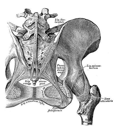 60 Pics Of The Hip Bone Anatomy Diagram Illustrations Royalty Free