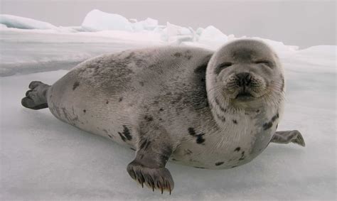 Norways Seals Can Breathe A Sigh Of Relief Peta