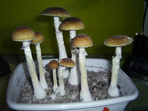 Florida White Fungi Magic Mushrooms Mycotopia
