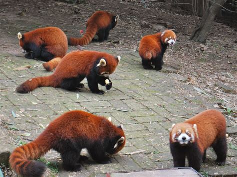 Chengdu Research Base Of Giant Panda Breeding Chengdu China