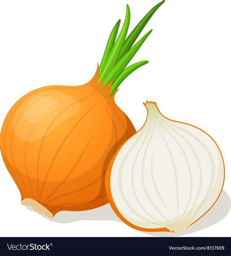Onion isolated on white vector image on VectorStock | Vector images