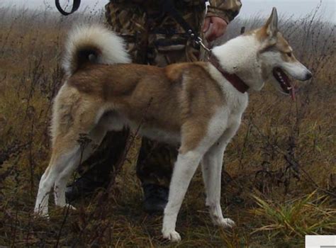 Type Of West Siberian Laika Vogul Mansi Modern Spitz Breeds Dog