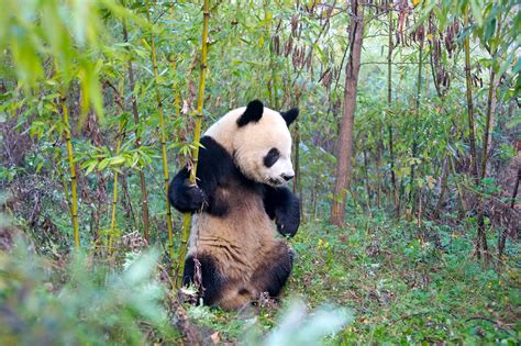Giant Pandas Habitat