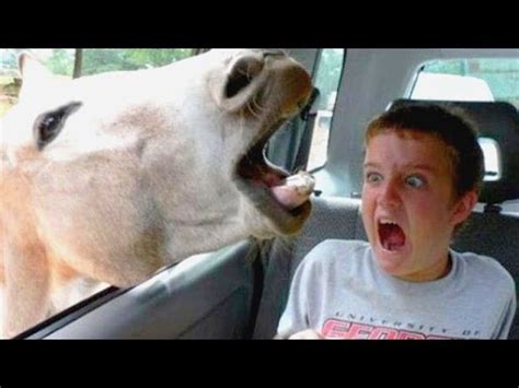 Funniest And Most Hilarious Moments On Earth That Can Make Anyone Laugh Funny Compilation