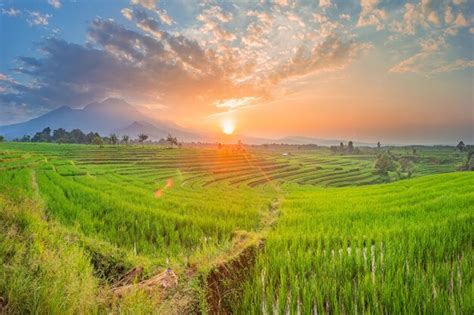 Premium Photo Morning View Of Sunrise Over Beautiful Green Rice