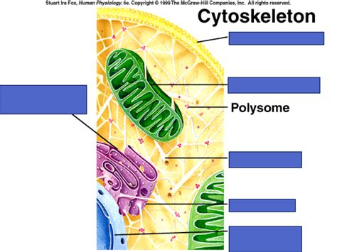 Cytoskeleton Labeled Diagram