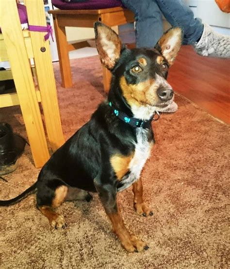 Reggie 4 Year Old Male Miniature Pinscher Cross Available For Adoption