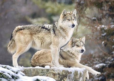 Mexican Gray Wolf Numbers Increase By 24 With 32 Additional Wolves Now