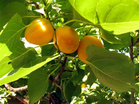 How To Grow Your Own Apricots