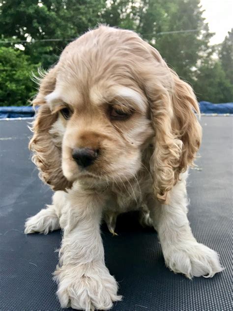 American Cocker Spaniel Puppies For Sale Martinsville In 277752