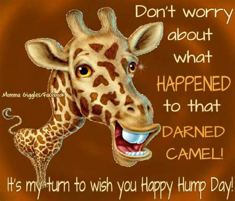 hump day funny hump day memes cute good morning images happy wednesday pictures