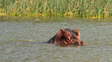 Florida woman attacked by mother hippo during Zimbabwe 