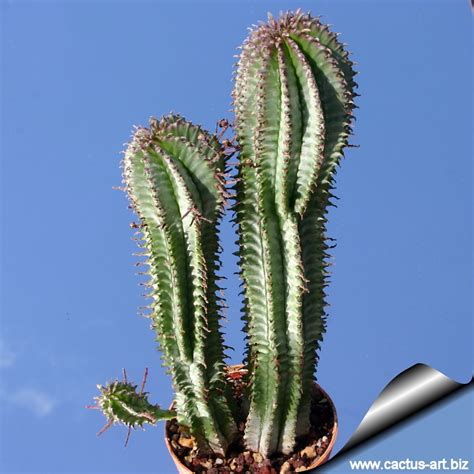 The word cactus derives, through latin, from the ancient greek κάκτος, kaktos, a name originally used by theophrastus for a spiny plant whose identity is not certain. Euphorbia pseudomammillaris
